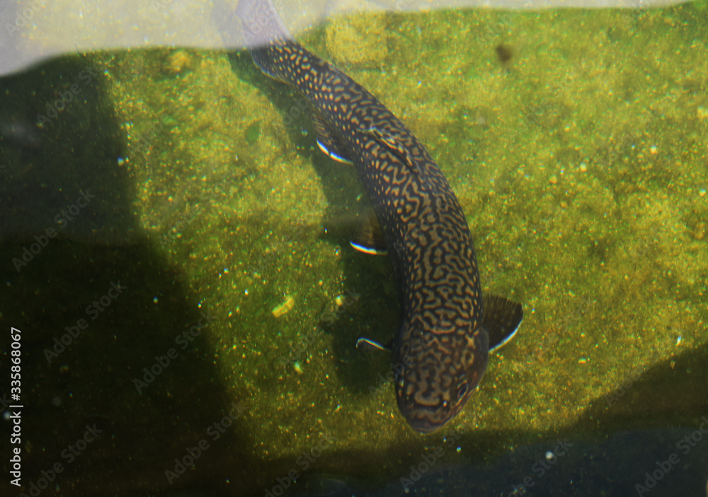 a fish with a beautiful texture in then water a fish with a beautiful texture in then water