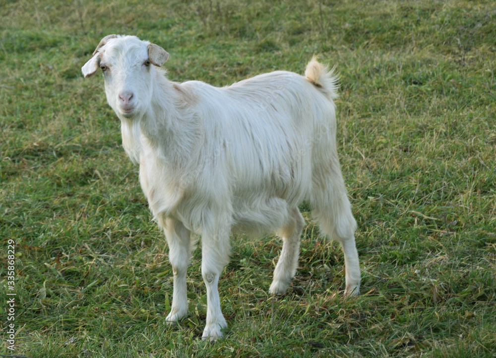 a single white goat on the meadow a single white goat on the meadow