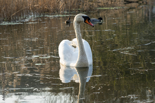 The mute swan  Cygnus olor  in the pond.
