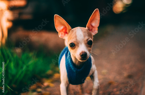 chihuahua dog portrait © enzo