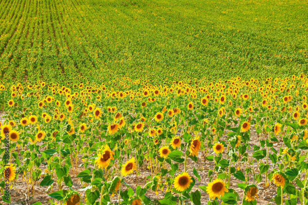 Field of ripe sunflowers in Provence, France. Beautiful summer nature background. Selective focus