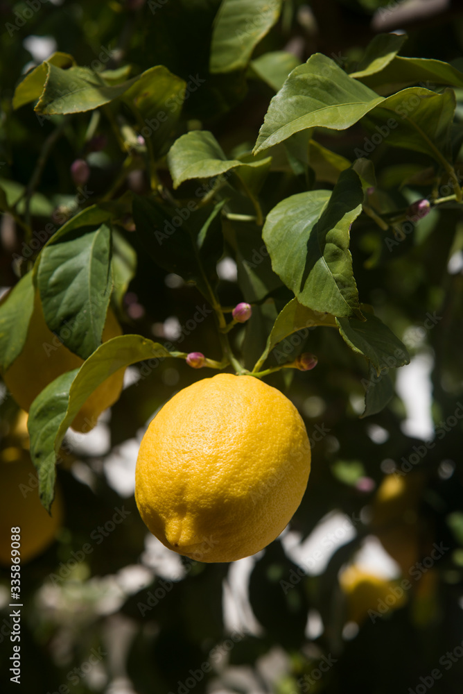ripe lemon on the branch with unopened buds