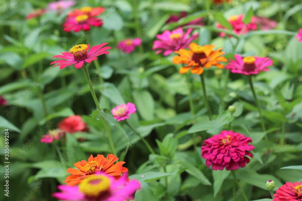 red and yellow flowers red and yellow flowers