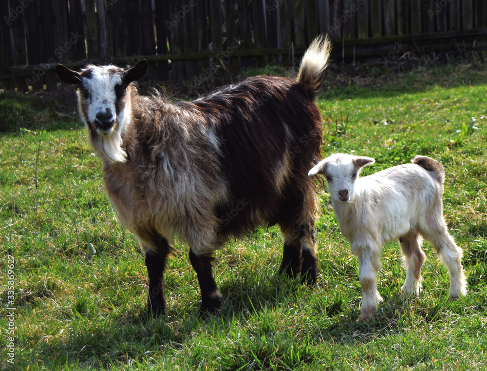 Mother goat and her baby in the village Mother goat and her baby in the village