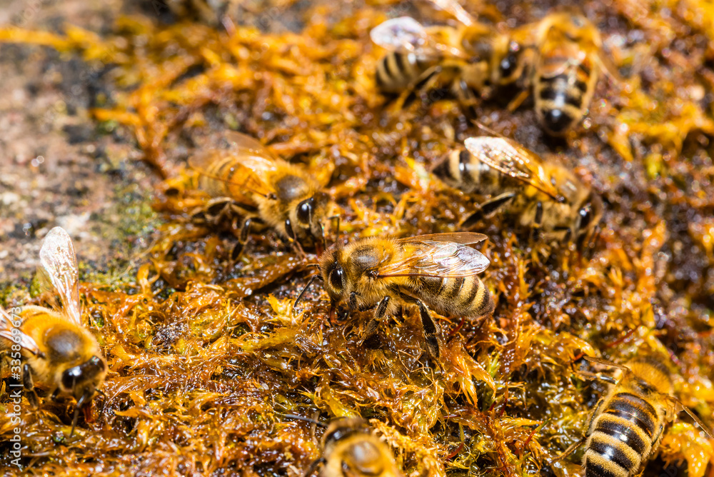 Bees drinking water from wet moss, bees drinking water, macro photo Bees drinking water from wet moss, bees drinking water, macro photo