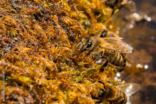Bees drinking water from wet moss, bees drinking water, macro photo