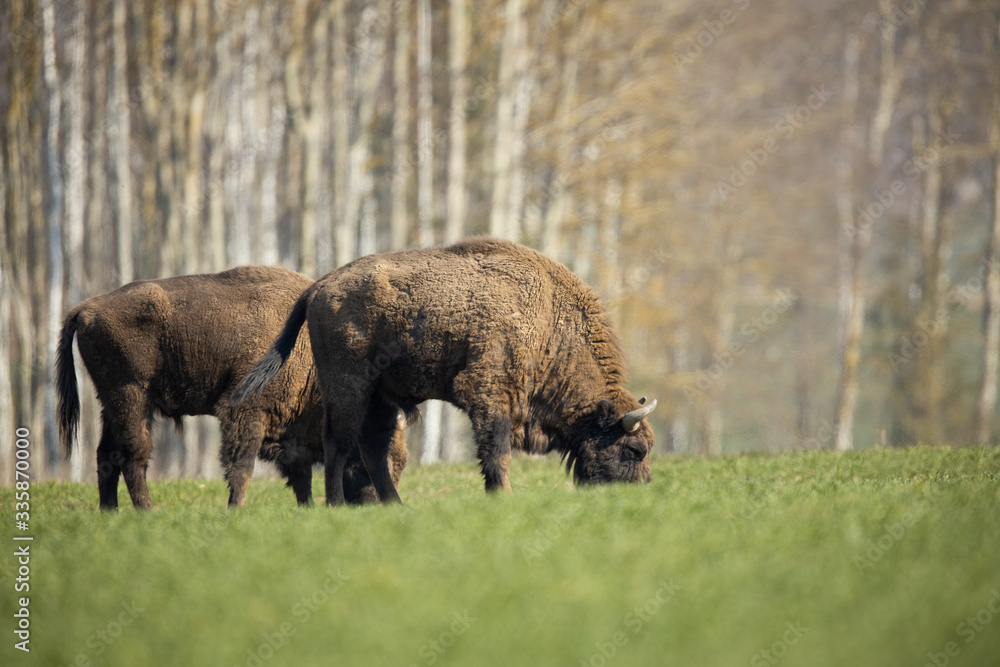 European bison - Bison bonasus in the Knyszyn Forest (Poland) European bison - Bison bonasus in the Knyszyn Forest (Poland)