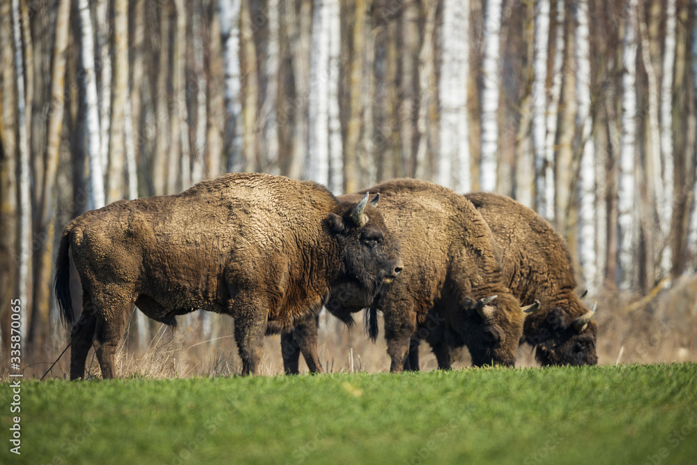European bison - Bison bonasus in the Knyszyn Forest (Poland) European bison - Bison bonasus in the Knyszyn Forest (Poland)
