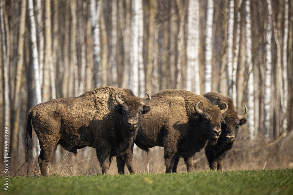 European bison - Bison bonasus in the Knyszyn Forest (Poland) European bison - Bison bonasus in the Knyszyn Forest (Poland)