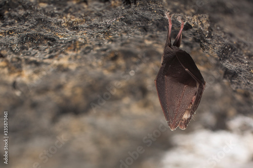 Closeup sleeping lesser horseshoe bat covered by wings, hibernating upside down.