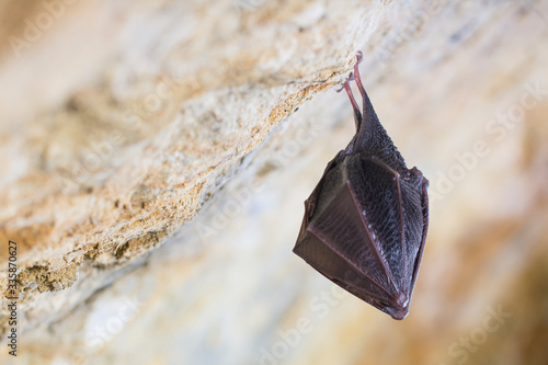 Closeup sleeping lesser horseshoe bat covered by wings, hibernating upside down. © Martin