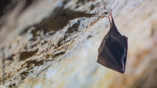 Closeup sleeping lesser horseshoe bat covered by wings, hibernating upside down.