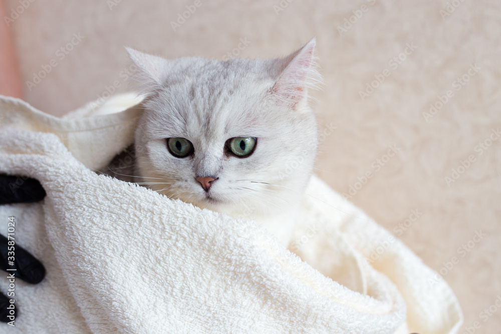 The cat after washing wrapped in a towel. Spa for pets. Beautiful british cat. Grooming animals. The cat has green eyes.