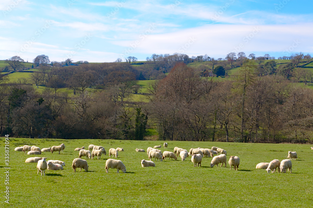 Fototapeta premium herd of sheep on pasture
