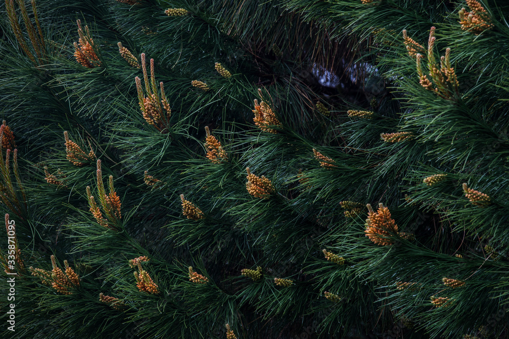 Detail of blossoming pine tree, renewing branches. Tame pine leaves texture. Detail of blossoming pine tree, renewing branches. Tame pine leaves texture.
