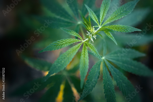 Unique beautiful leaves of the marijuana cannabis plant, growing organic cannabis background herb on the farm