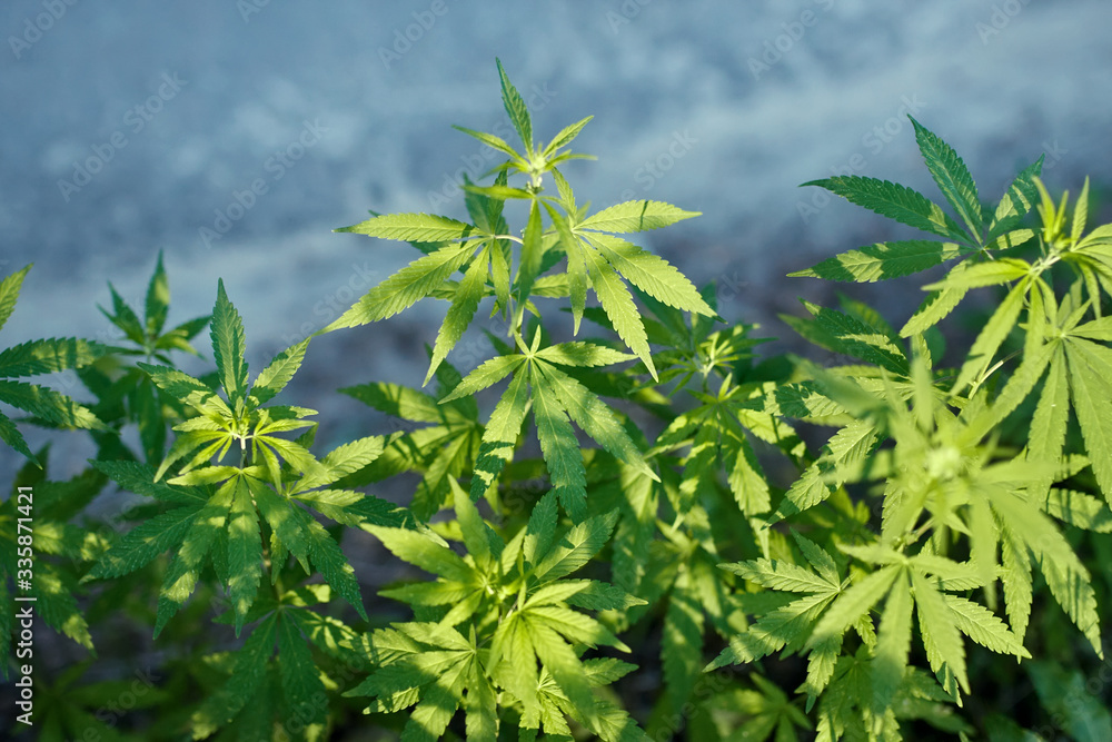 Obraz premium Konopie indyjskie na zewnątrz plantacji roślin konopi, piękne liście konopi marihuany, uprawa organicznych ziół konopi w gospodarstwie