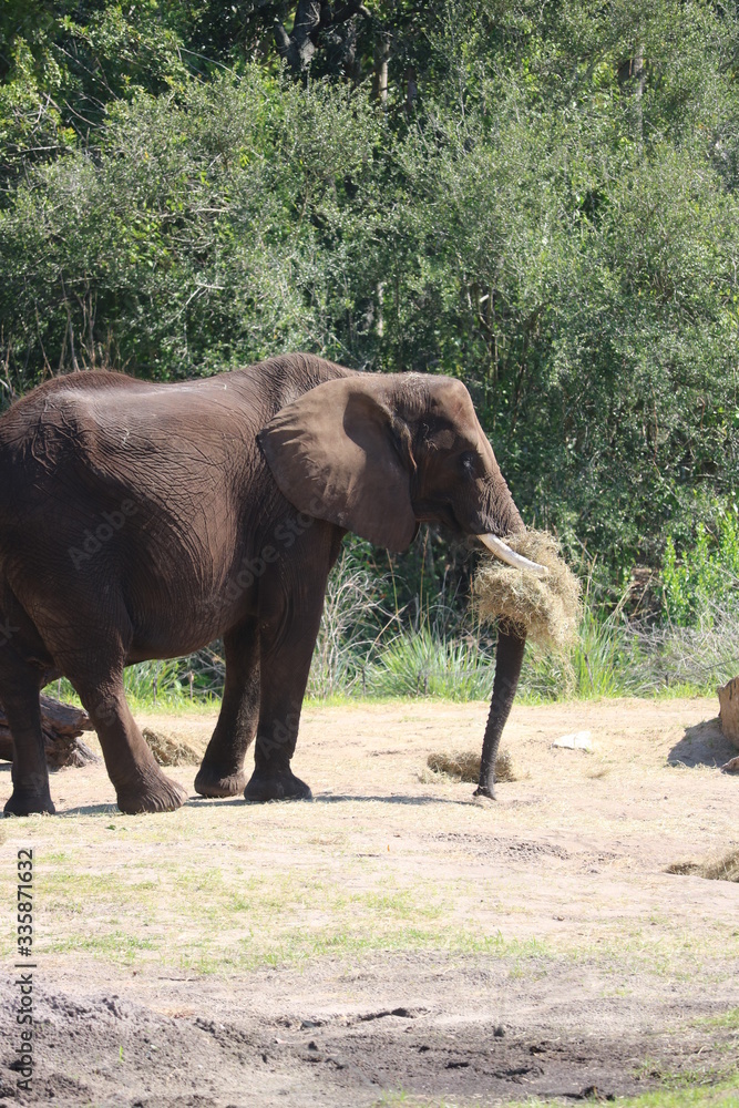 Fototapeta premium elephants in the zoo