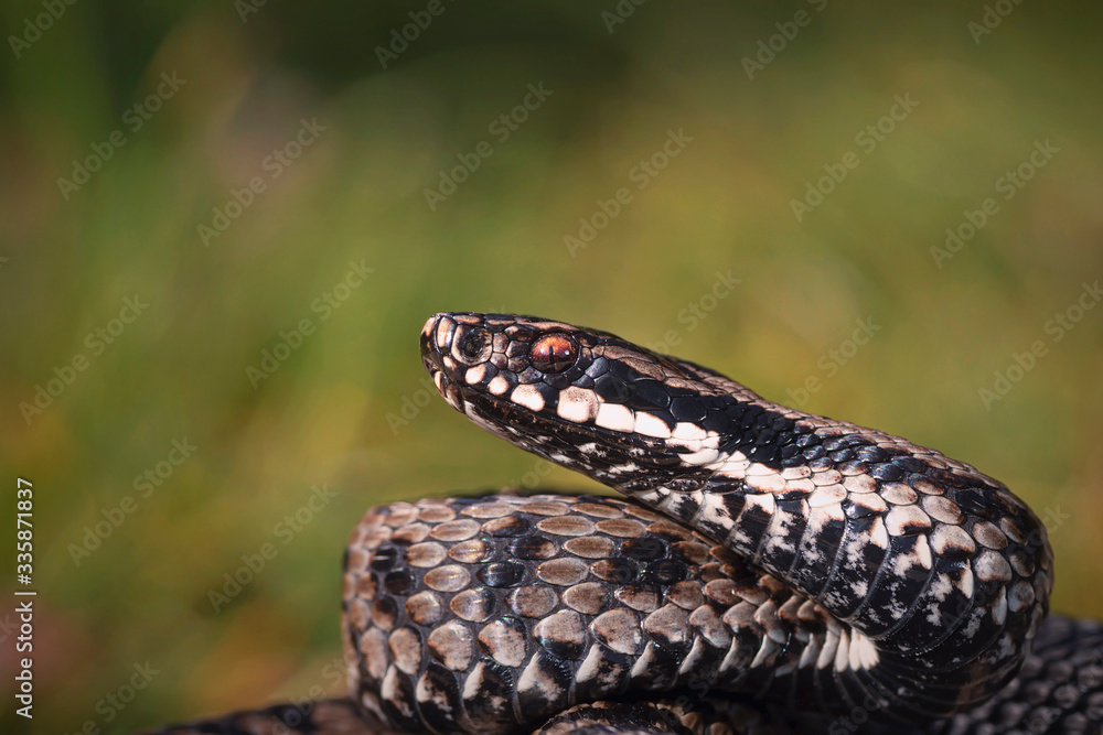 Fototapeta premium male Vipera berus close up