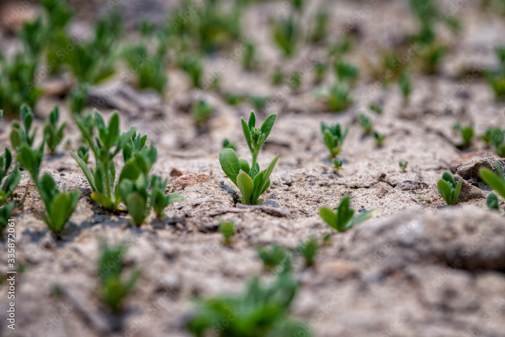 The picture of a small tree that grows in arid ground in the concept of saving the world, creating the world. The picture of a small tree that grows in arid ground in the concept of saving the world, creating the world.