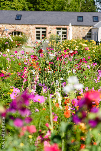 Pretty cottage garden growing a variety of annual and biannual native flowers in Ireland