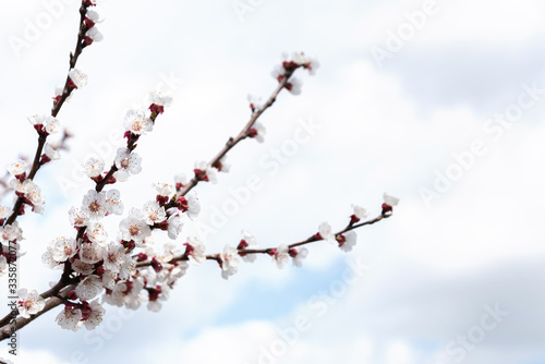 White flowers on an apricot tree branch in the cloudy sky. Spring flowering background.