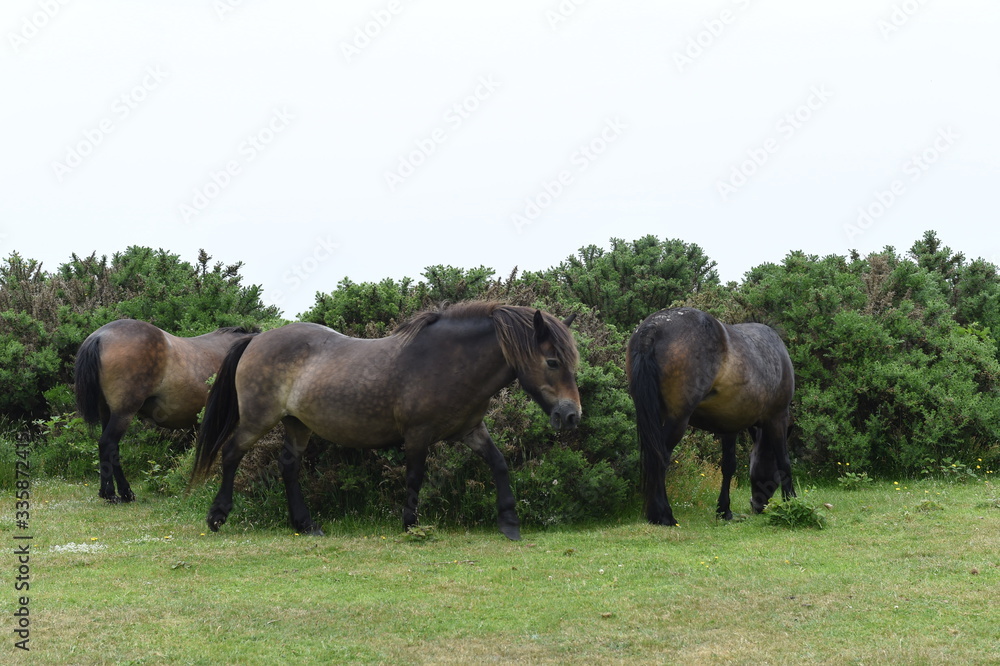 Wild horses playing on the hillside in Somerset Wild horses playing on the hillside in Somerset