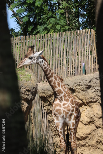 Photography giraffe in the zoo