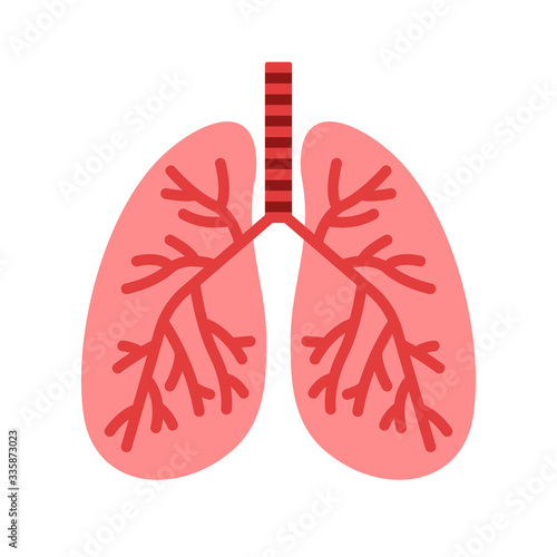 Vector illustration of isolated lungs
