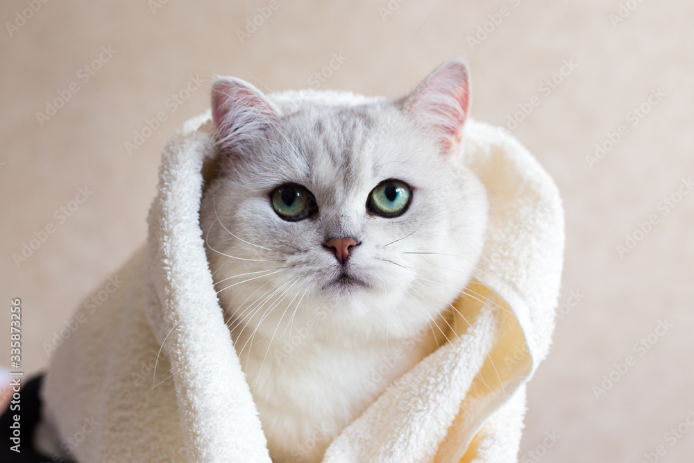 A beautiful British breed cat wrapped in a towel after a shower. Portrait of a green-eyed cat. Grooming animals.