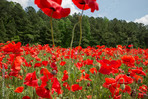 red poppy flowers