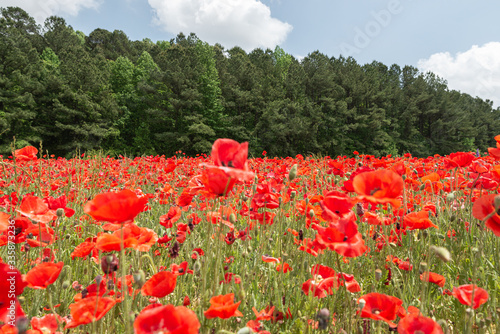 Feels of red flowers