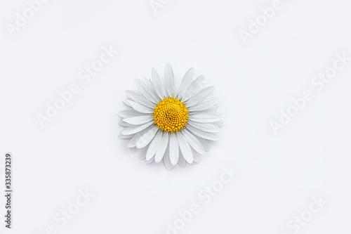 Fototapeta Naklejka Na Ścianę i Meble -  Flower of white chamomile on white background