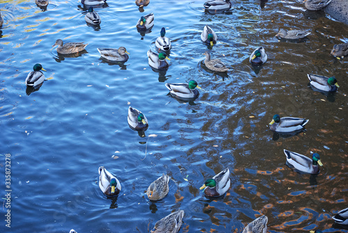 Many Ducks in a pond