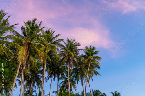 Tropical palm trees against a blue-purple sunset sky. Sunset in the tropics