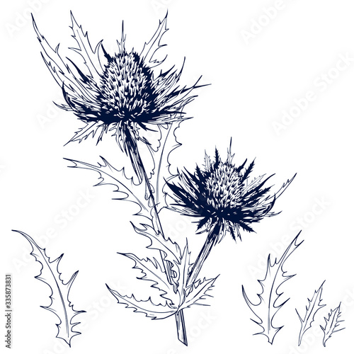 Photos Sketchy blue thistle flowers.