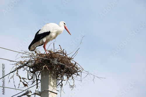 stork is nesting