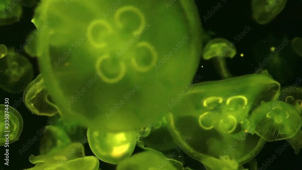 Video of floating green jellyfish in the dark in slow motion. Background for relax melodies. Abstract underwater background. Video of floating green jellyfish in the dark in slow motion. Background for relax melodies. Abstract underwater background.