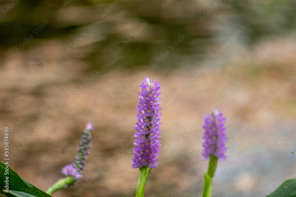 flor morada flor morada