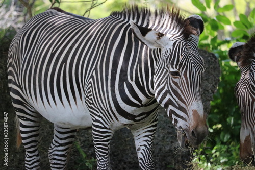 Fototapeta Naklejka Na Ścianę i Meble -  zebra in zoo