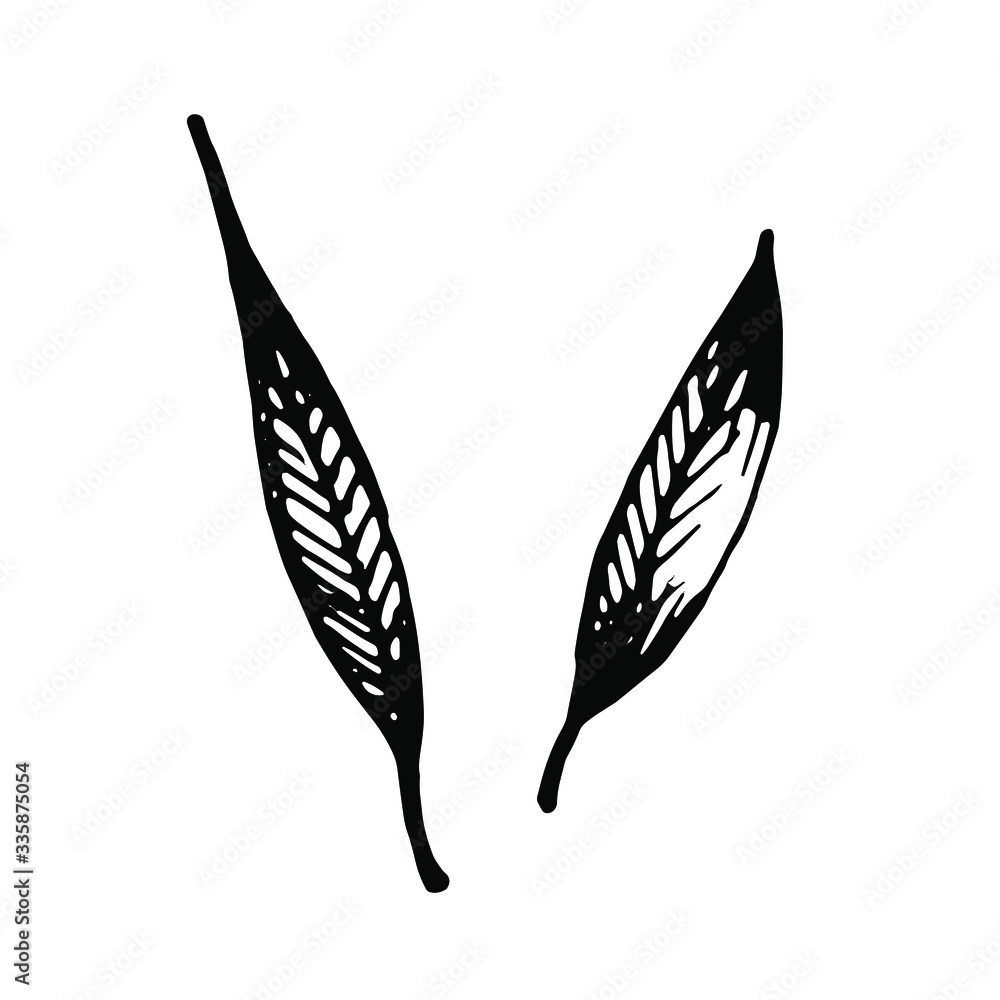 vector graphic hand-drawn leaves isolated on a white background. vector graphic hand-drawn leaves isolated on a white background.
