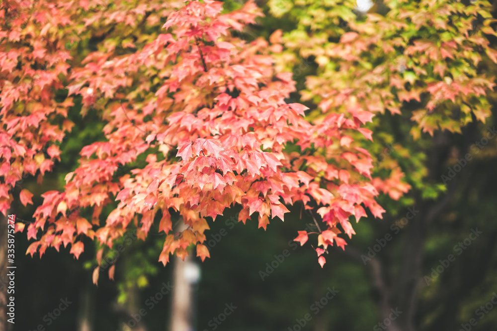 Leaves changing colors there are both green, yellow and red that are flowering for the past tourists to watch, Japan. Leaves changing colors there are both green, yellow and red that are flowering for the past tourists to watch, Japan.