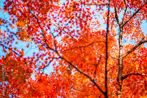 Leaves changing colors in Japan There are both green, yellow and red that are flowering for the past tourists to watch, Japan.