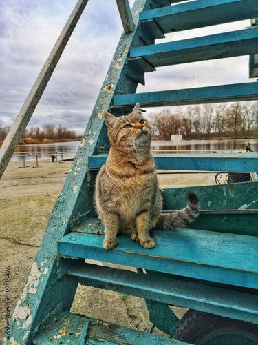 tabby cat on the blue stairs