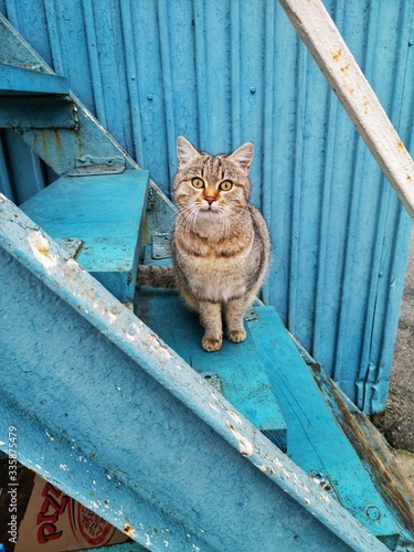 tabby cat on the blue stairs