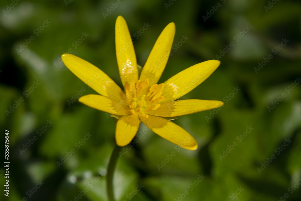 Lesser celandine, a beautiful yellow flower in early spring Lesser celandine, a beautiful yellow flower in early spring