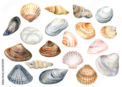Photography Clip Art set with colorful shells on a white background