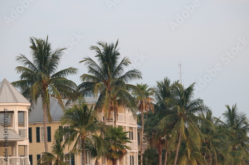 palm trees in the city © Jaack