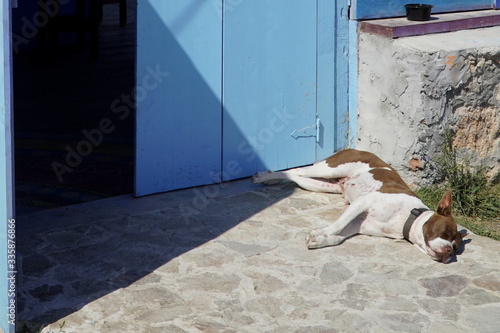 Female dog sleeping relaxed in front of door in the sunlight photo