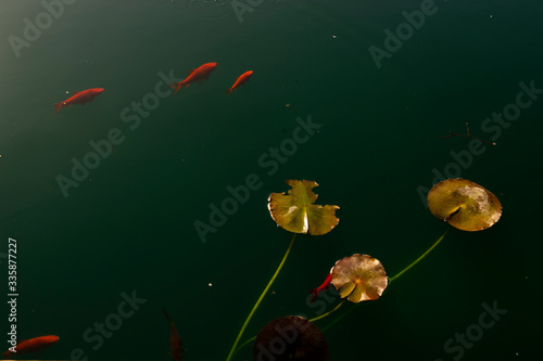 Goldfish swimming in a pond with lily pads